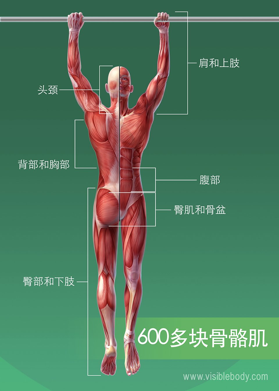 人体肌肉/600块以上的骨骼肌